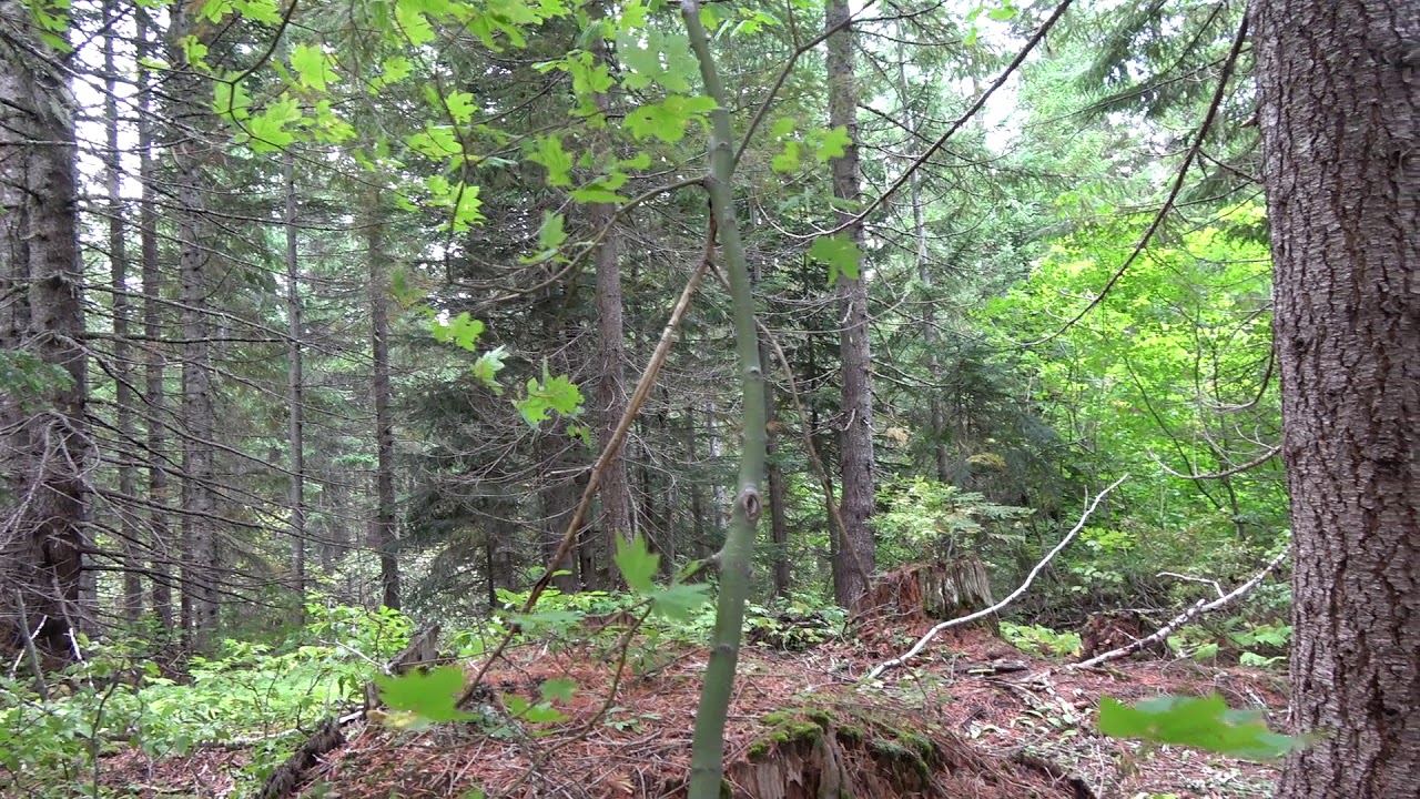 Interesting find at Ape Canyon Mt Saint Helens