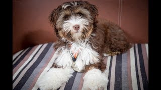 Tashi  Tibetan Terrier Puppy  3 Weeks Residential Dog Training