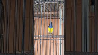 Sogon Fighter Ngalas Standar Rapet