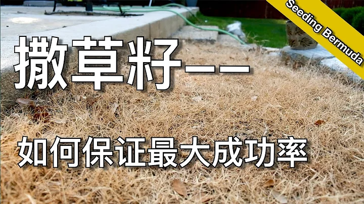 如何从种子建立完整草坪（二）- 为什么种草籽会失败 - how to grow grass from seed | 尅尅&凯西的后花园 - 天天要闻