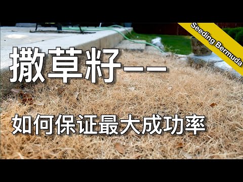 如何从种子建立完整草坪（二）- 为什么种草籽会失败 - how to grow grass from seed | 尅尅&凯西的后花园