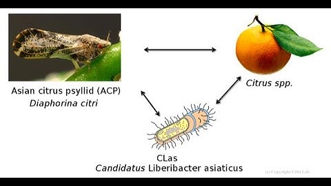 Microbial Community in Citrus is key to HLB Early Detection Technology