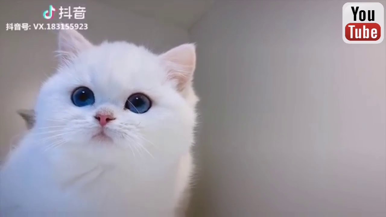 Best cute animals🐈🐇🐕TikTok. Compilation - YouTube