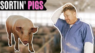 Sorting Out Fallback Pigs