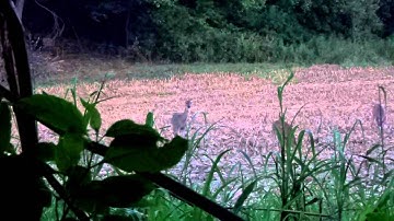 Redemptoin MPEG 2 Transport stream, 15 Mbps