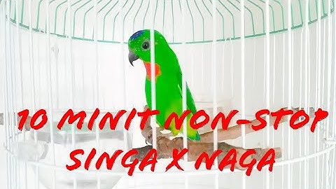 Serindit Main Singa & Naga | Blue-crowned Hanging Parrot Singing & Dancing Calling for Mate