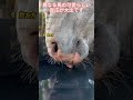 遊び心たっぷりすぎる馬の瞬間TOP7！！