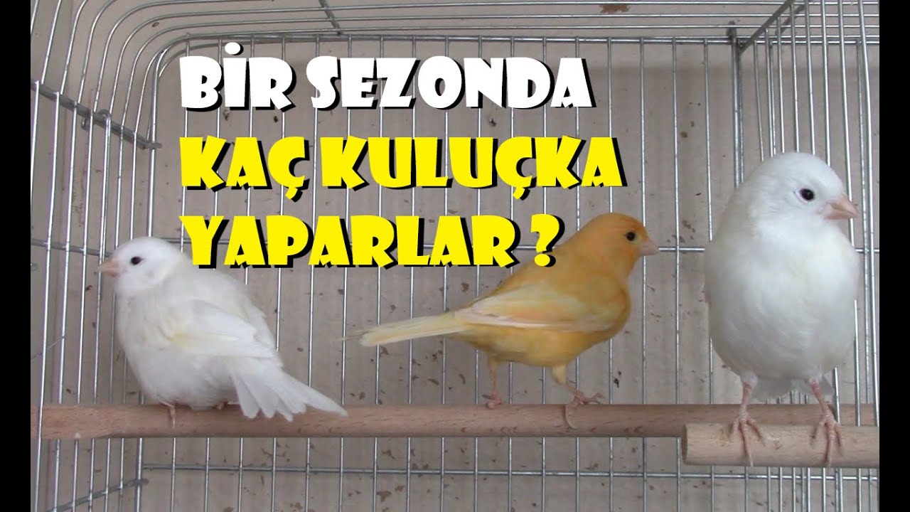 KANARYA BAKIMI | Bir Sezonda Kaç Kez Kuluçka Yaparlar ? Yavrular Büyüyor | Yeni Yumurtalar Geldi