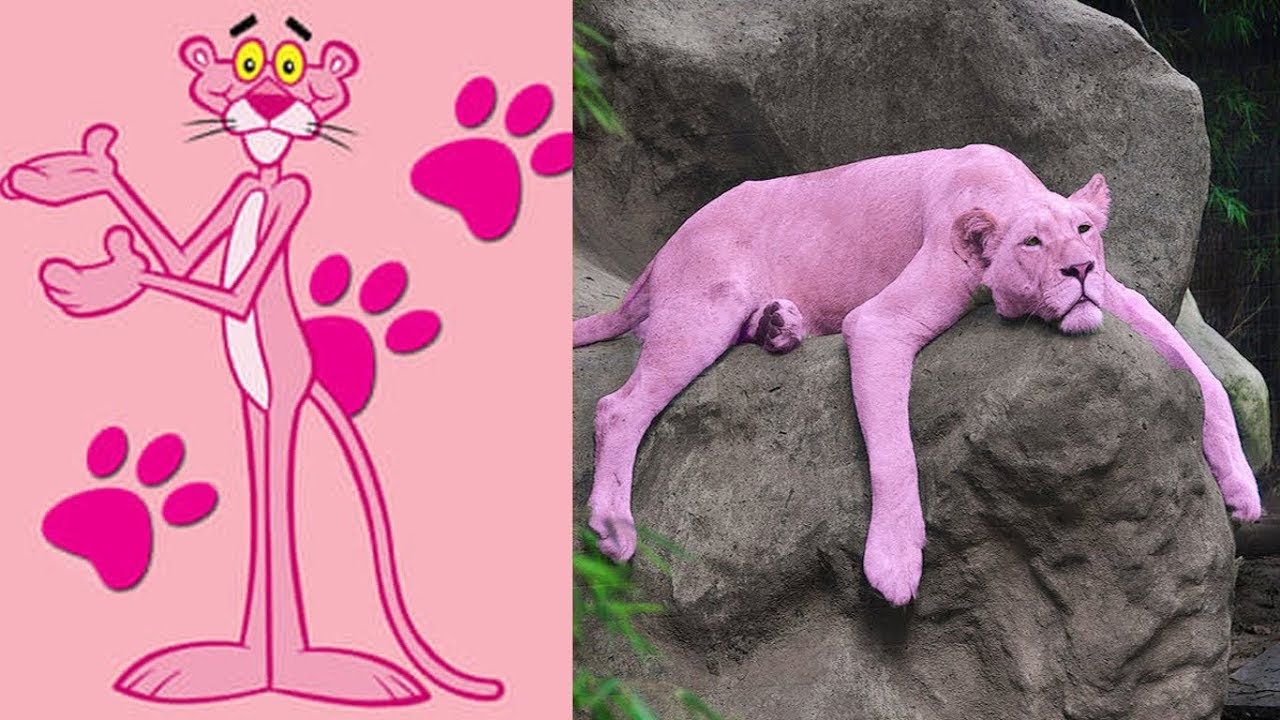 PINK PANTHER CHARACTERS IN REAL LIFE - YouTube.