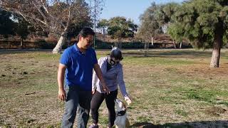 Beagle Training | Rita | Gardena, CA