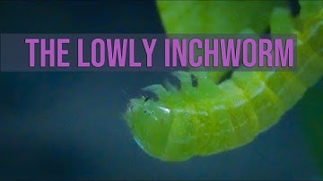 The Lowly Inchworm