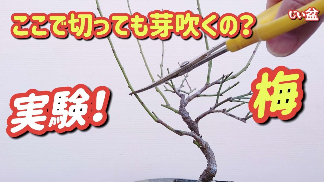 Эксперимент Уме 🤔 [Прорастет ли оно, если я срежу его здесь? Давайте попробуем! ✨] /  бонсай