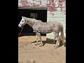 i should be a pro photographer frl #fypシ゚viral #fypp #fyp #fypage #horse #love #edit