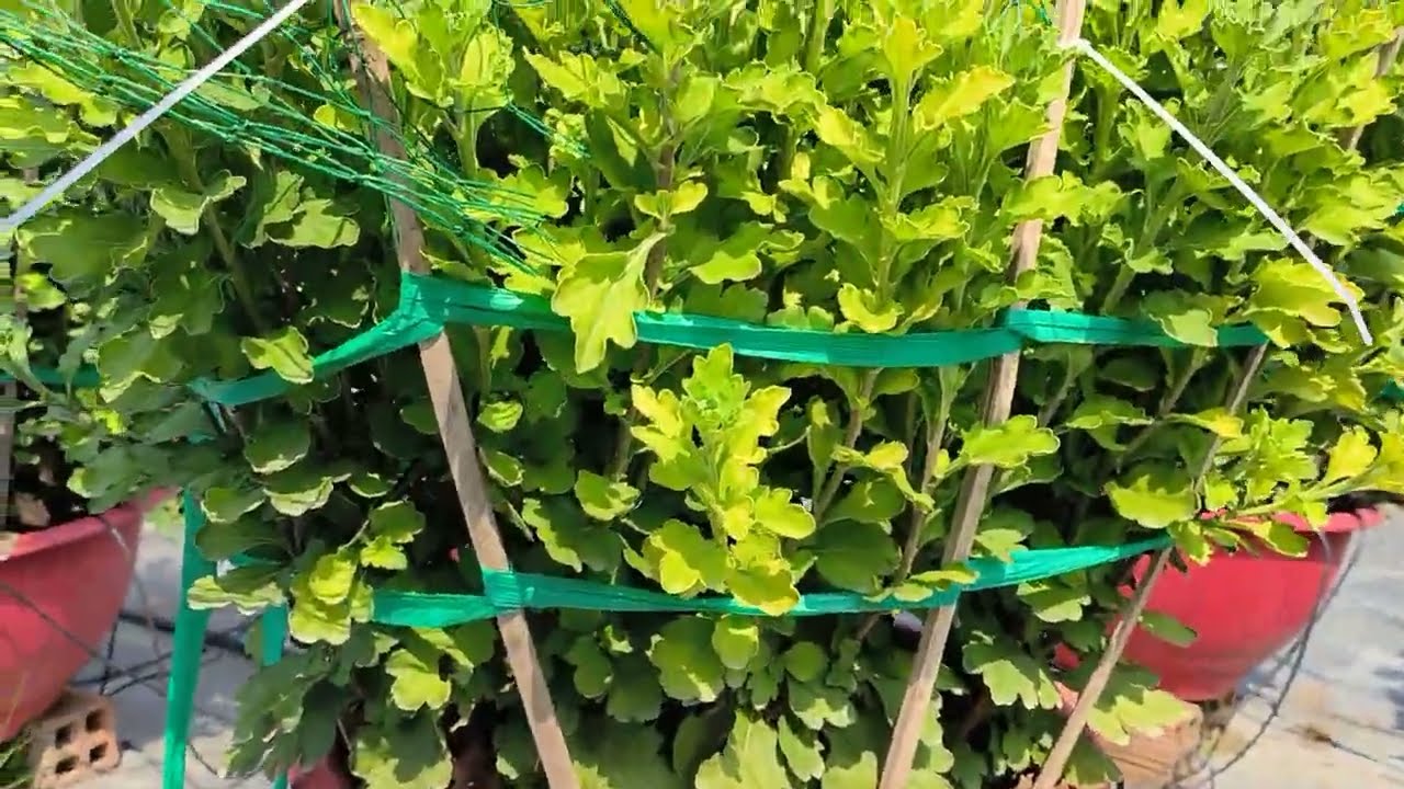 Cách trồng cúc hà lan Tết 2026 phần 7 - cây đang vô nụ, cập nhật 13/11 Âm Lịch