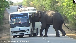 A wild elephant returning to the streets after a long period of forcefully snatching food.