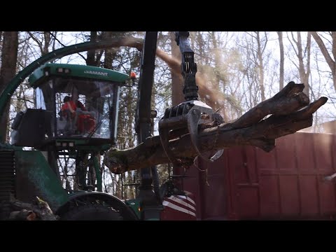 Vidéo: Copeaux De Bois : Laine De Bois Pour L'emballage Et Autres. En Quoi Est-ce Différent De La Sciure De Bois ? Copeaux De Chêne Et De Genévrier Et Autres