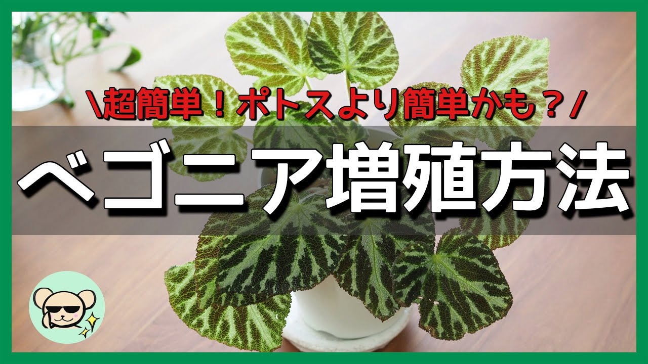 「ベゴニア」を超簡単に増やす方法/根茎性ベゴニアの挿し木