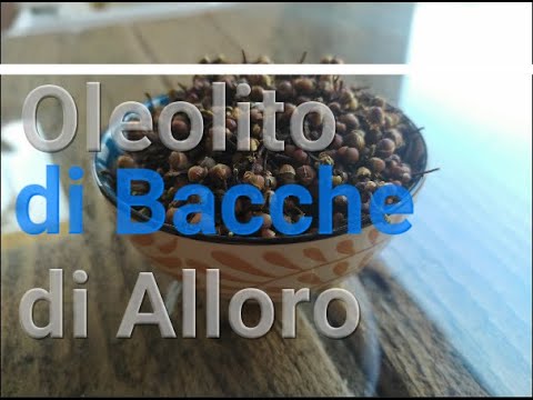 Oleolito di Bacche di Alloro