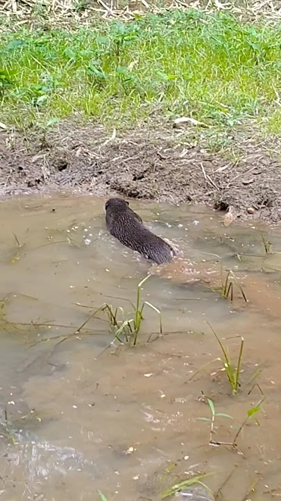 Siboni hampiri ibuku lalu minta makan #betinurgustiani #siboni #animals #americanfunnyvideos