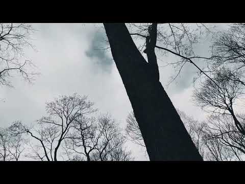 VID 20221118 131807 Там, где жили свиристели...1908 (В. Хлебников)...Павел Васильев Лахтинский