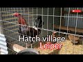 Leiper Hatch Village y Grey sementales