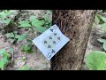Unique Collection of Flying Cards || Taash ke patte ki Amazing Trick || RKR Tricks