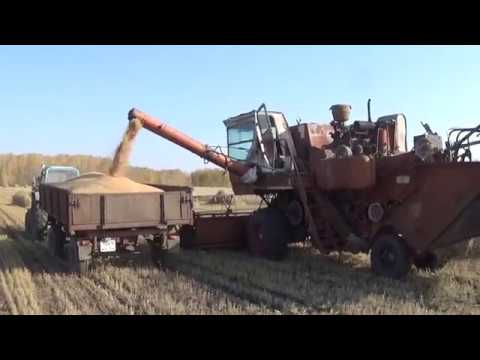 Нива уборка видео