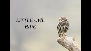 Little Owl Hide