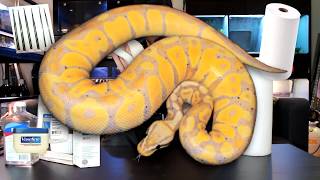 Celebrity BOY OR GIRL? How to gender a ball python - Probing Net Worth