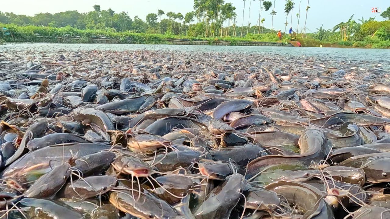KEGILAAN MAKAN!!  Ikan Lele Liar Berpesta Dengan Biji-Bijian Pelet!! Hungry Wild Catfish!!