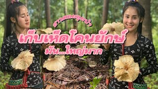 วิถีชีวิตคนดอย ep.125 เข้าป่าหาเห็ดโคน เจอ เห็ดใหญ่กว่าหน้าน้องฝน🍄🍄🍄