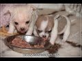 Chihuahuas Des Petits Aztèques - Lys et Lord