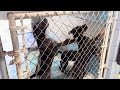 Lake City Humane Society to lose almost $400K contract after county officials decide not to renew