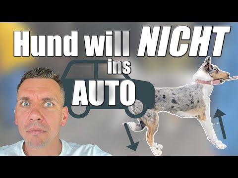 Video: Fragen Sie einen Hundetrainer: Wie bringe ich meinem Hund das Laden ins Auto bei?