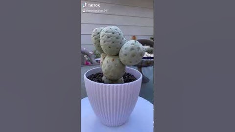 Tephrocactus geometricus