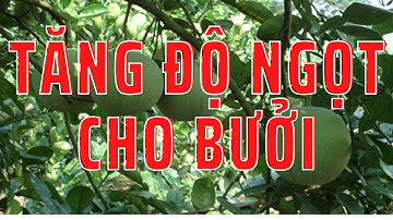 Kỹ thuật tăng độ ngọt cho cây bưởi || cây bưởi