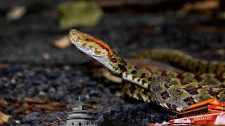 Geography of China 20170522 The Series of Biological Diversity Day: Organisms on Island | CCTV