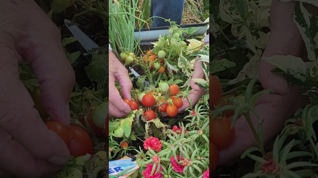 Harvesting Micro Dwarf Tomatoes   This Variety Is Called Siam