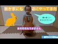 【子育て】我が家にブルーナボンボンちゃんがやって来た！/一歳児の日常【Vlog】