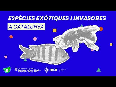 Vídeo: Per què prosperen les espècies invasores?