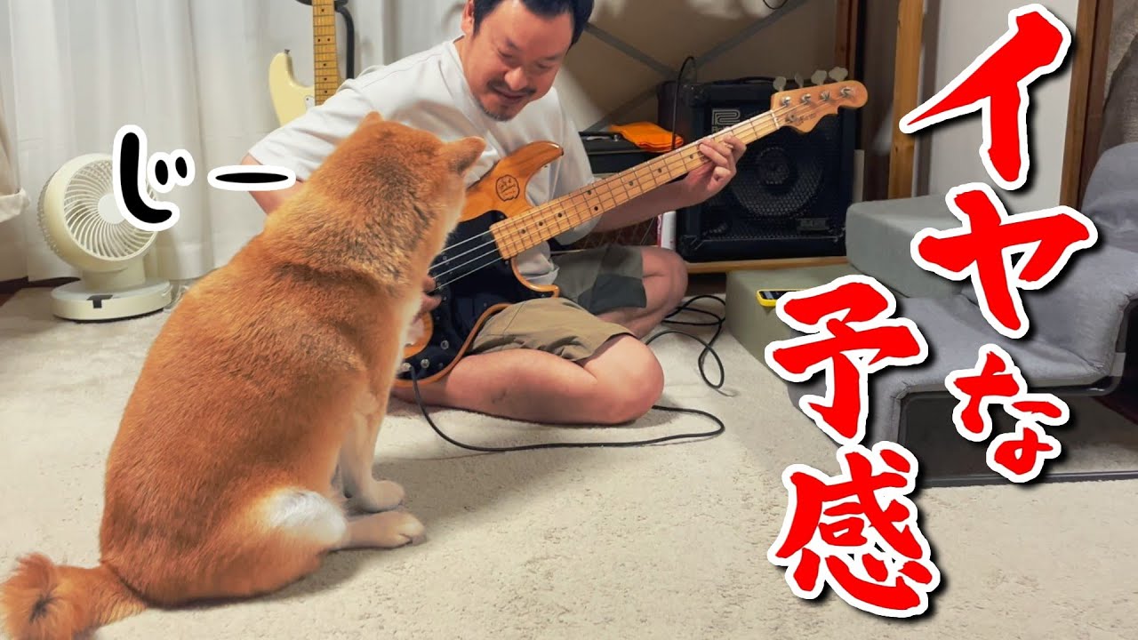 I want your attention] I feel warm and fuzzy with this Shiba Inu