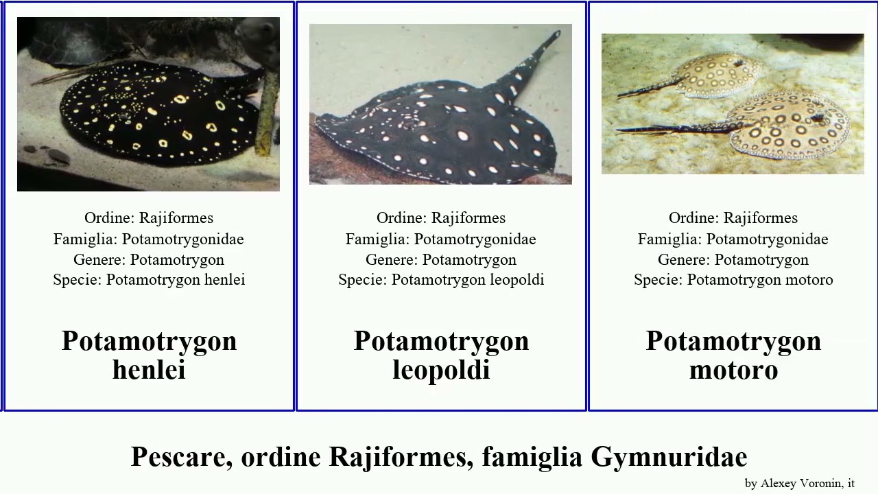 Pescare, ordine Rajiformes, famiglia Gymnuridae urobatis fish maculatus jamaicensis chilensis