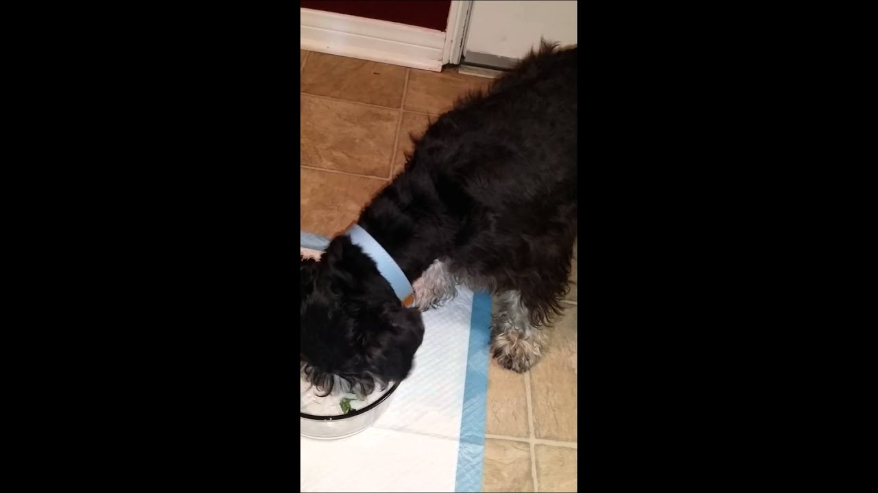 Miniature schnauzer raw food diet YouTube