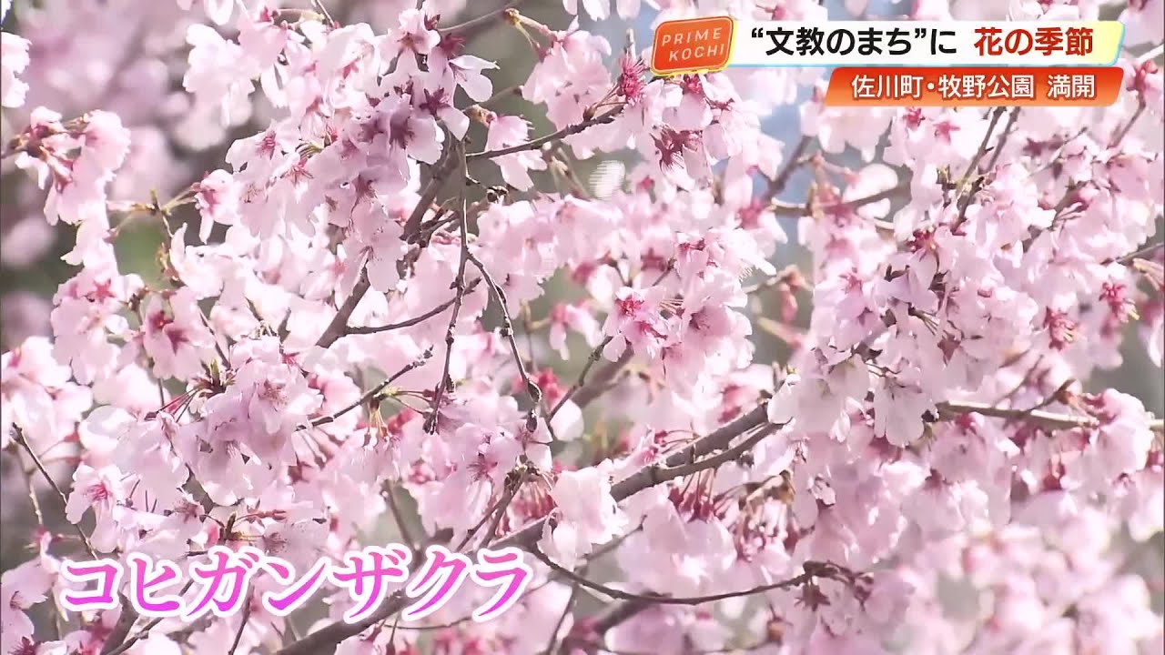 124 years after Dr. Makino sent seedlings The cherry blossoms