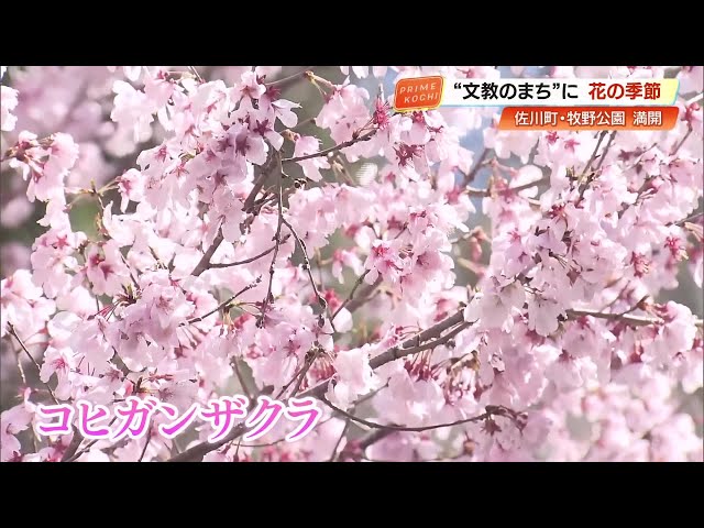 124 years after Dr. Makino sent seedlings The cherry blossoms