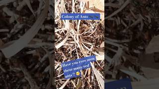 COLONY of ANTS ! 🐜 ♥ . Hardworking little Insects.  #Ants #shortvideo  #insects #antscanada