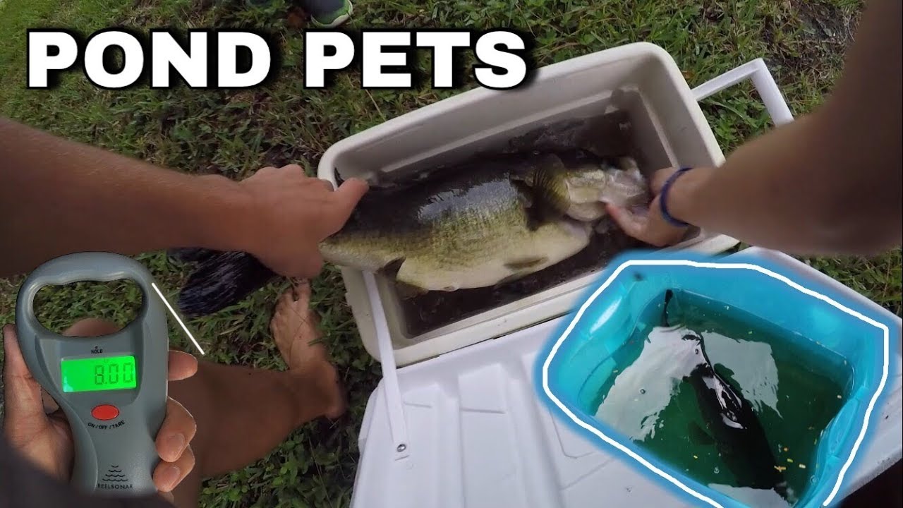 BIGGEST Largemouth Bass Pond Pet EVER! *REVENGE of THUMP*