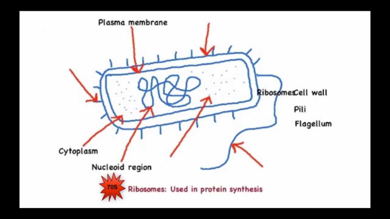 simple prokaryotic cell diagram