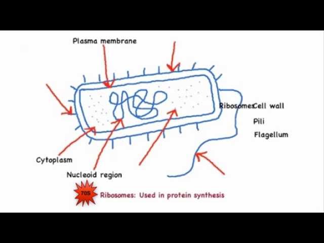 Prokaryote Structure | BioNinja