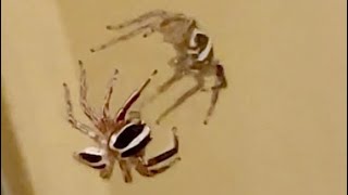 Jumping Spider Sees Itself in the Mirror